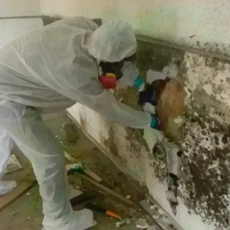 Mold Remediation and Removal in Wortham, TX